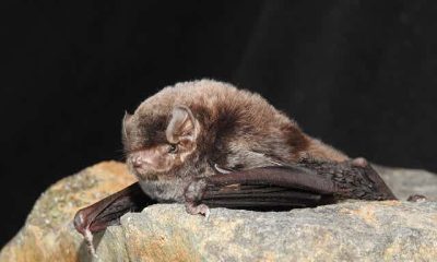 southern bent-wing bat i