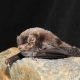 southern bent-wing bat i