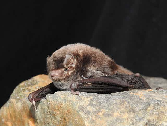 southern bent-wing bat i