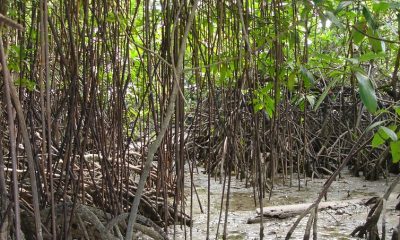 mangrove