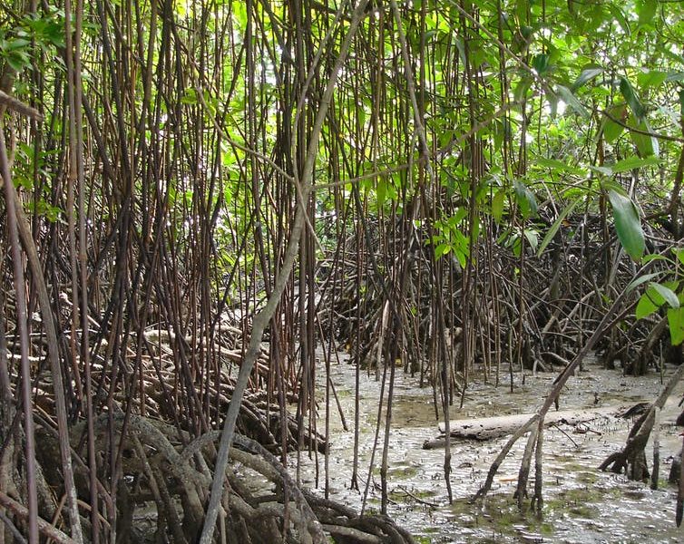 mangrove