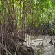 mangrove