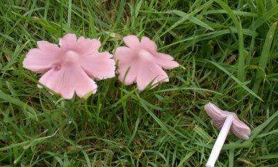 Pink ballerina mushrooms in an Aberystwyth garden