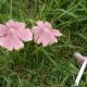 Pink ballerina mushrooms in an Aberystwyth garden