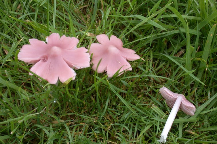Pink ballerina mushrooms in an Aberystwyth garden