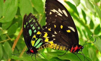two black butterflies on a leaf