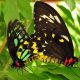 two black butterflies on a leaf