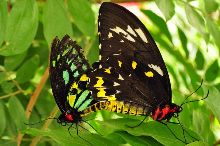 two black butterflies on a leaf