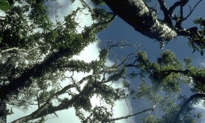 From below view of trees