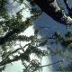 From below view of trees