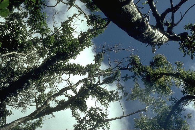 From below view of trees