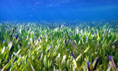 Seagrasses underwater