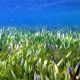 Seagrasses underwater