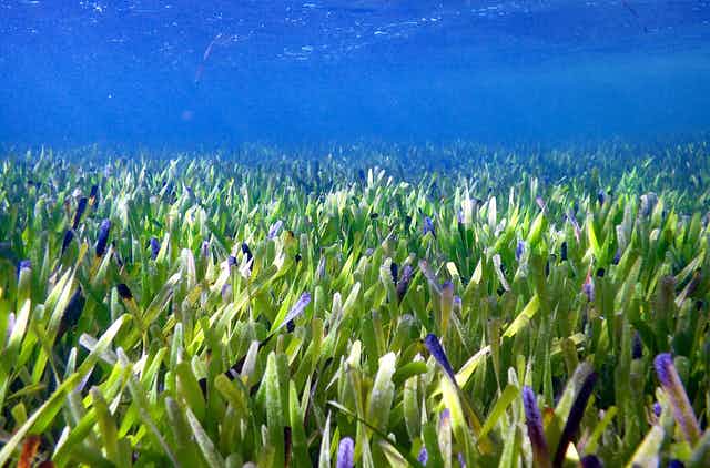 Seagrasses underwater