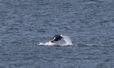 Curly the humpback whale