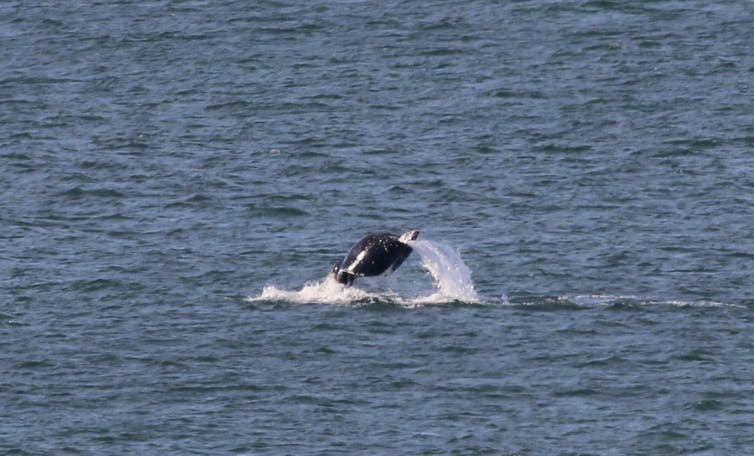 Curly the humpback whale