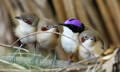 four birds of different colors