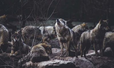 Wolves