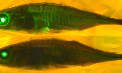 proteins glowing inside a fish