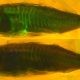 proteins glowing inside a fish