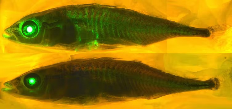 proteins glowing inside a fish