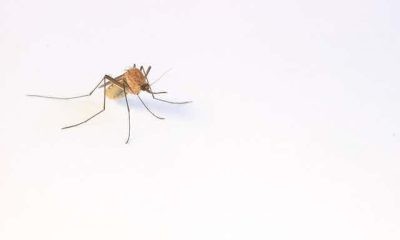 Mosquito on white space