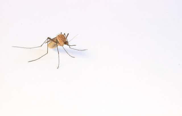 Mosquito on white space