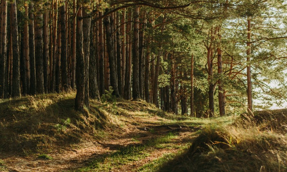 trees in the forest