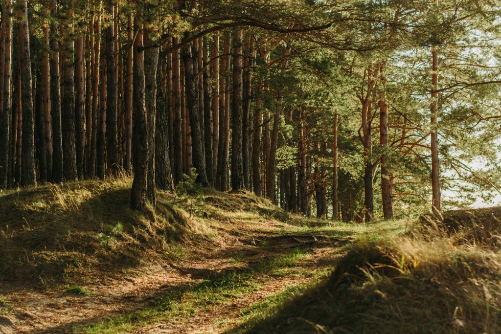 trees in the forest