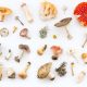 Different kinds of mushrooms