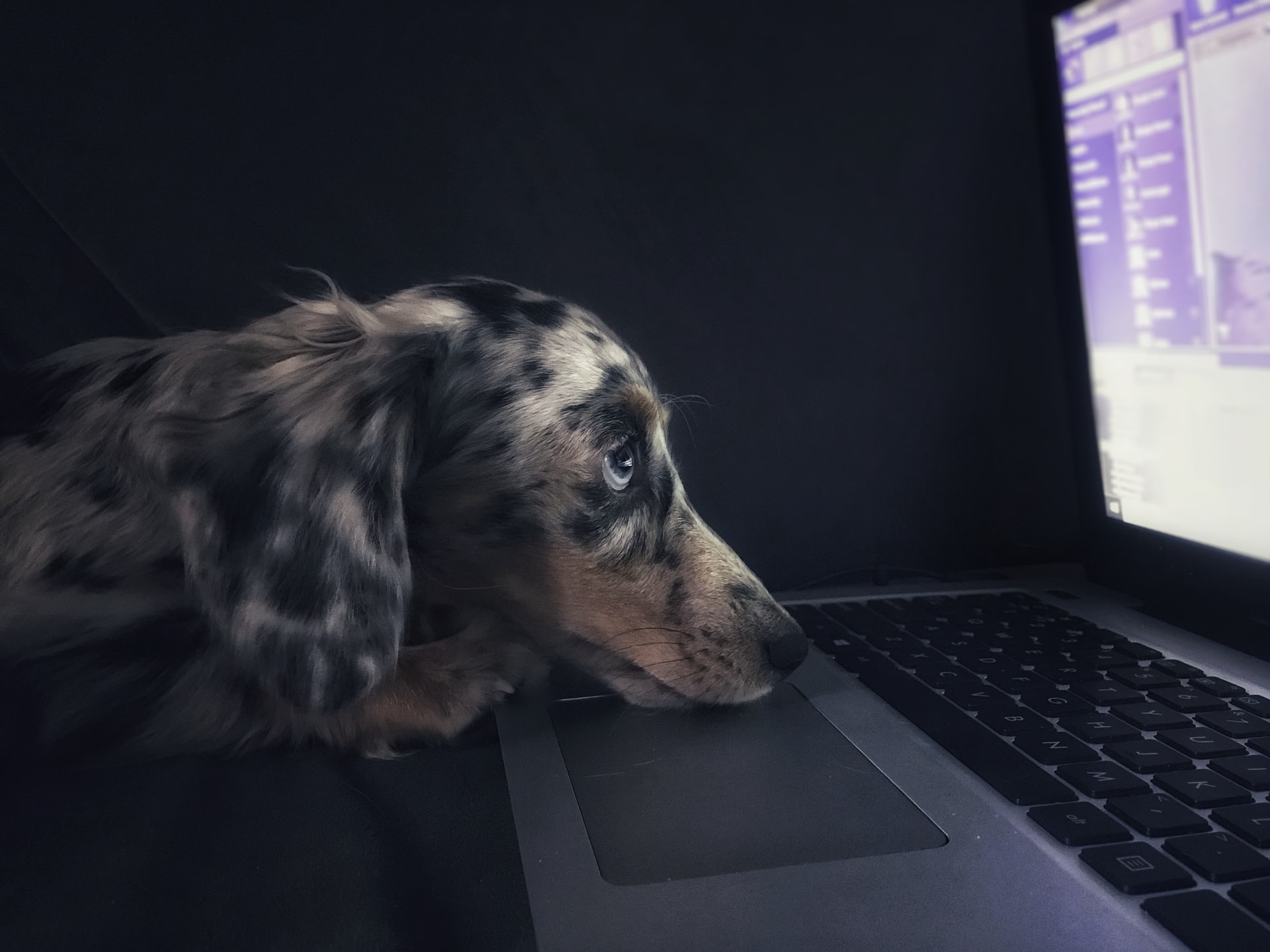 Dog in front of laptop