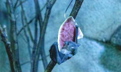 Fruit bat on a tree