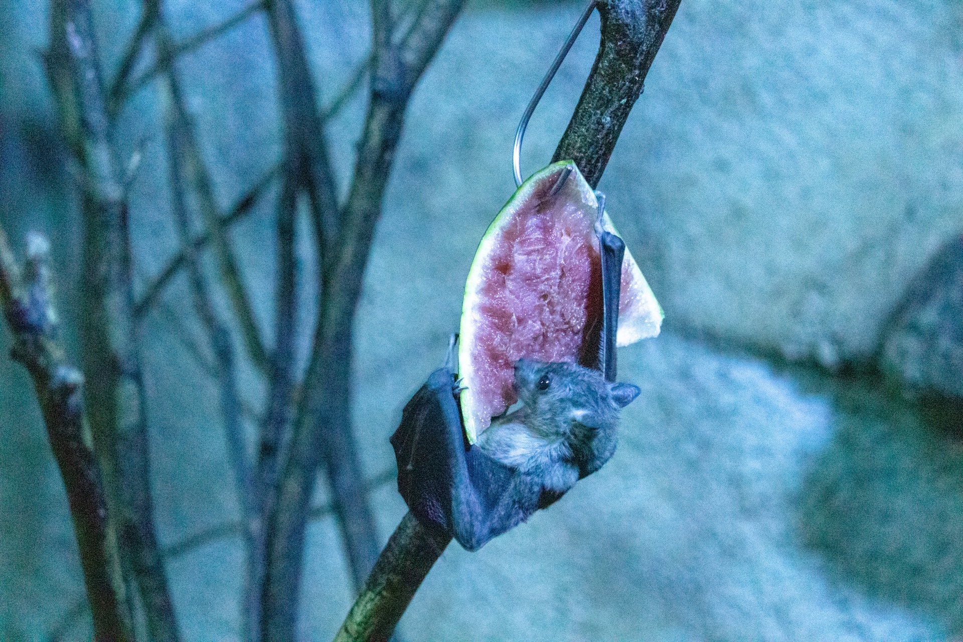 Fruit bat on a tree