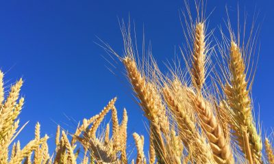 Closeup of wheat