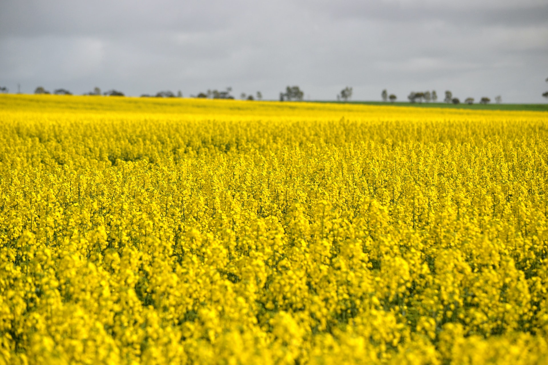 Canola field