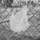 Plastic bag on fence