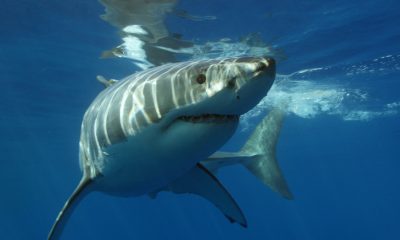 Great white shark underwater