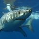 Great white shark underwater