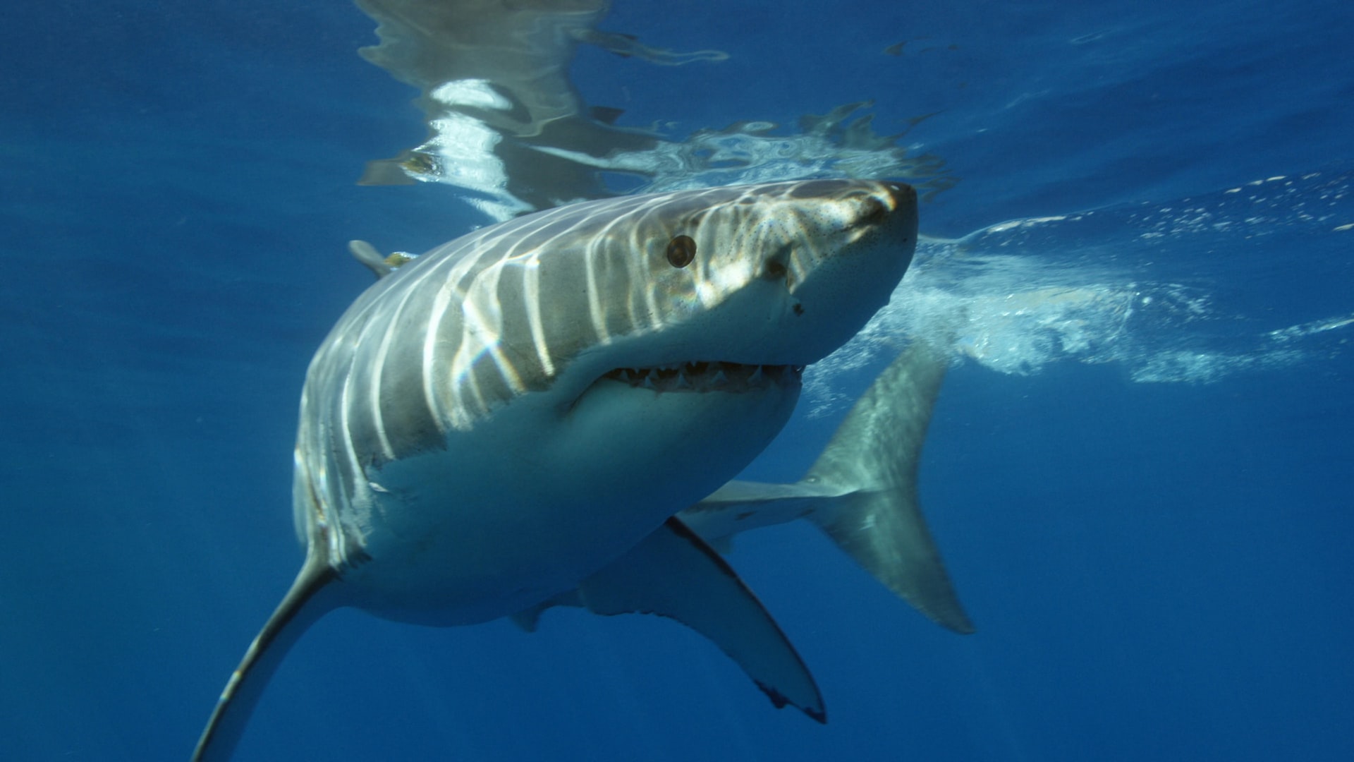 Great white shark underwater