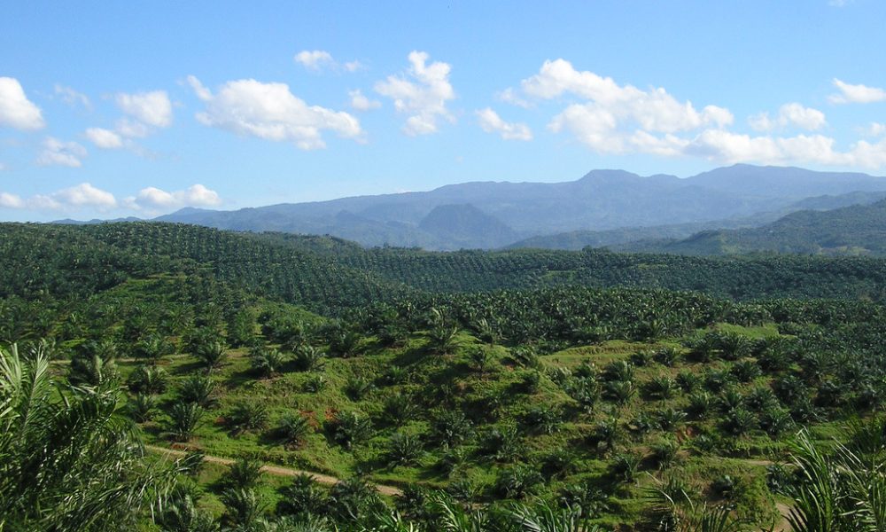 palm oil plantation in Cigudeg, Bogor