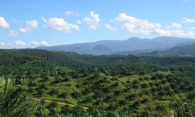 palm oil plantation in Cigudeg, Bogor