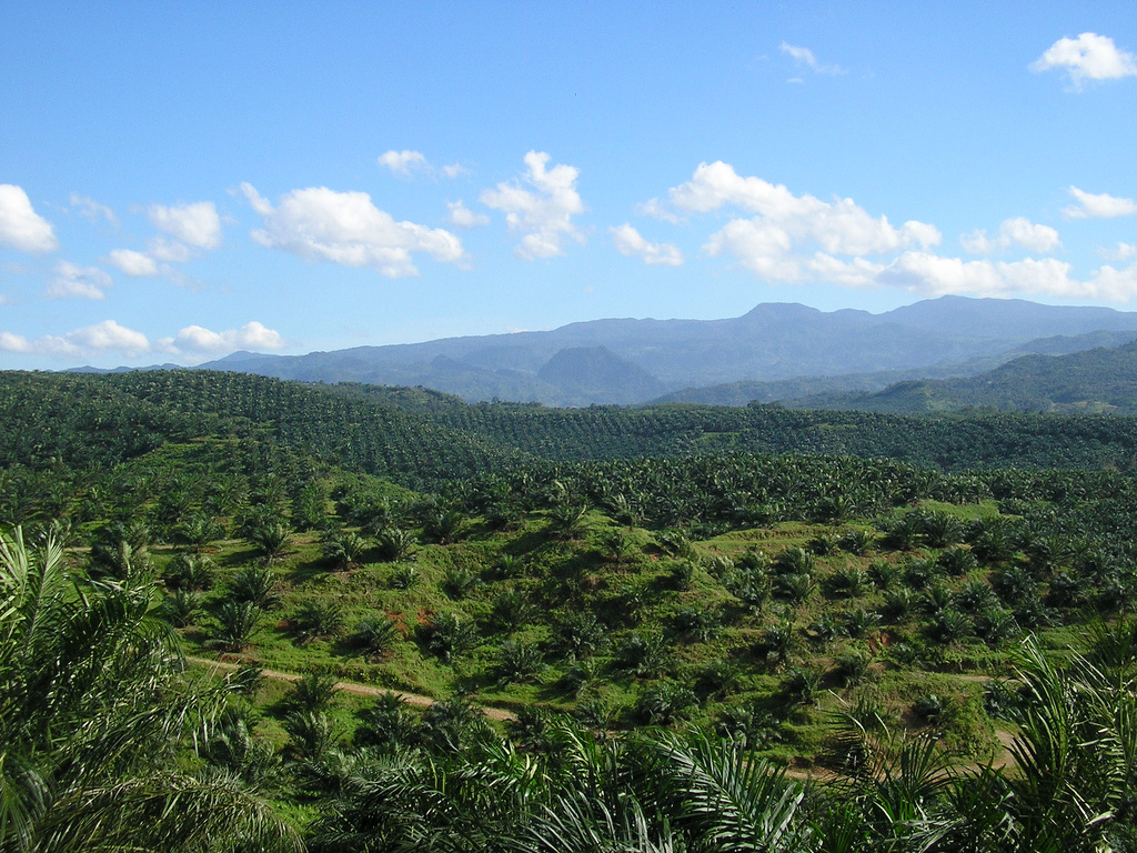 palm oil plantation in Cigudeg, Bogor