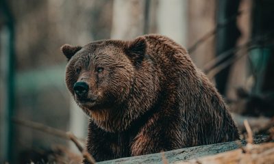wild bear