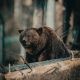 wild bear