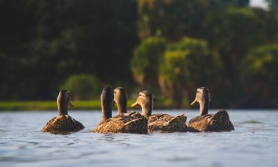 five swimming ducks