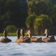 five swimming ducks