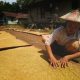 Farmer handling rice
