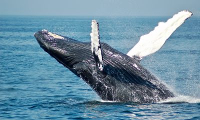 Blue whale on sea