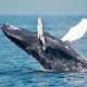 Blue whale on sea