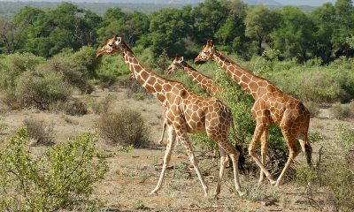 Somali Giraffe